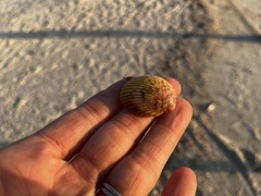 Dallocardia muricata