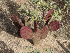 Opuntia santa-rita