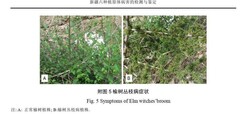 Phytoplasma ziziphi