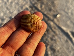 Dallocardia muricata