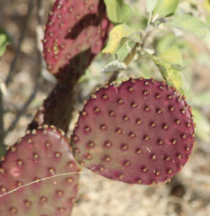 Opuntia santa-rita