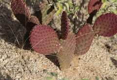 Opuntia santa-rita