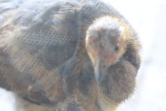 Alectura lathami lathami