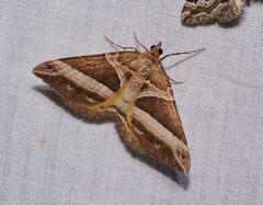 Chrysolarentia conifasciata