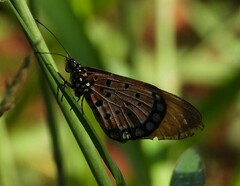 Acraea natalica