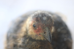 Alectura lathami lathami