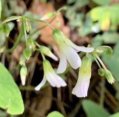 Oxalis alpina