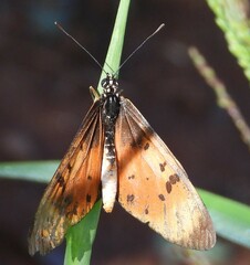Acraea natalica
