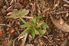 Dichanthelium scribnerianum