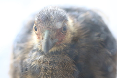 Alectura lathami lathami