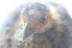 Alectura lathami lathami