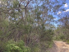 Eucalyptus luehmanniana