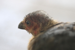 Alectura lathami lathami