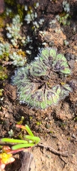Riccia trichocarpa