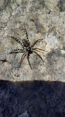 Pardosa lapidicina