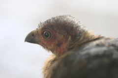 Alectura lathami lathami