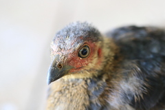 Alectura lathami lathami