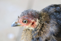 Alectura lathami lathami