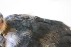 Alectura lathami lathami