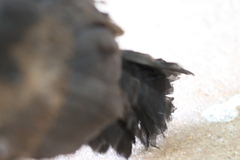 Alectura lathami lathami