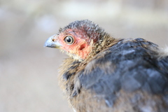 Alectura lathami lathami