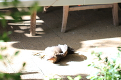 Alectura lathami lathami