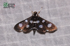Bocchoris trimaculalis