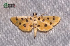 Xanthomelaena