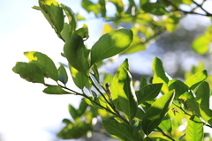 Papilio aegeus aegeus
