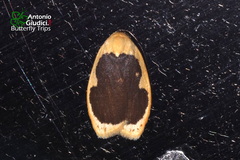 Pseudoblabes oophora