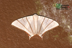 Ourapteryx picticaudata