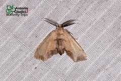 Achrosis excitata