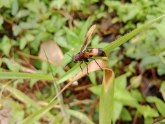 Polistes sagittarius