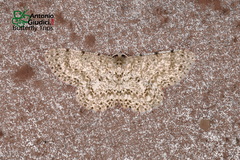 Catoria sublavaria