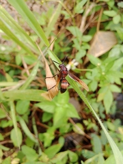 Polistes sagittarius