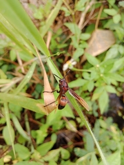 Polistes sagittarius