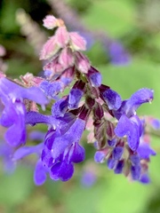 Salvia polystachia