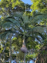Archontophoenix cunninghamiana
