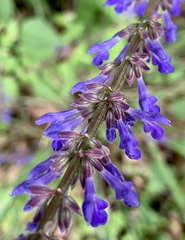 Salvia polystachia