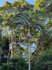 Archontophoenix cunninghamiana