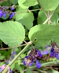 Salvia polystachia