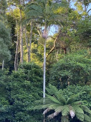 Archontophoenix cunninghamiana