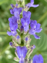 Salvia polystachia