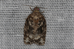 Thrincophora signigerana