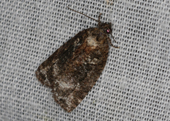 Thrincophora signigerana