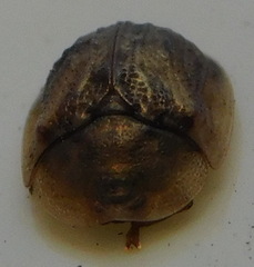 Hypocassida subferruginea