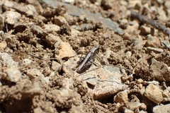 Phaulacridium marginale