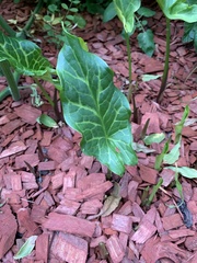 Arum italicum