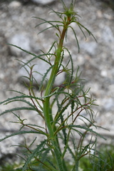 Eulobus