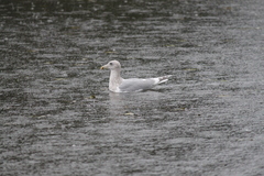 Larus argentatus × glaucescens